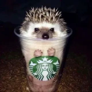 🦔 riccio, Starbucks, caffè, tazza, animale whatsapp sticker