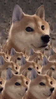 👀 Doge Doge, ミーム, 犬, 動物, インターネット telegram sticker