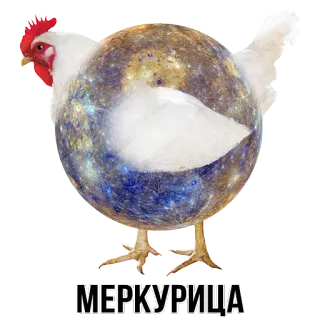 🐔 МЕРКУРИЦА chicken, mercury, planet, animal, bird, funny, russian whatsapp sticker