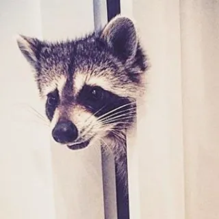 👋 mapache, lindo, animal, mamífero, fauna, mirando telegram sticker