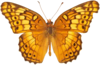 🐝 butterfly, insect, orange, nature, animal, wings whatsapp sticker