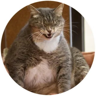 😆 кот, животное, питомец, кошачий, домашний кот, серый кот, милый telegram sticker