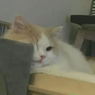 😔 猫, ペット, 動物, 飼い猫, ふわふわ, ネコ科 telegram sticker