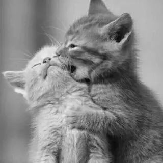 🖇 kittens, cats, animals, cute, affection, pet, friendship telegram sticker