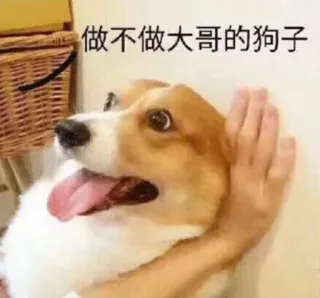 🤛 做不做大哥的狗子 cão, animal, corgi, meme, animal de estimação whatsapp sticker