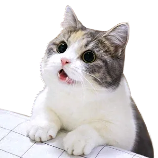 🙂 gato, gatito, lindo, animal, mascota, sorprendido telegram sticker