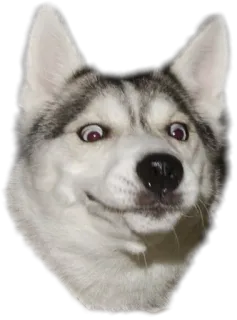 😮 cane, husky, meme, divertente, animale whatsapp sticker