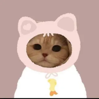 🌟 mèo, mèo con, động vật, thú cưng, dễ thương, hoạt hình, nhãn dán telegram sticker