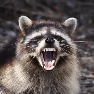 🤬 енот, животное, млекопитающее, дикая природа, зубы, злой, агрессивный, природа telegram sticker
