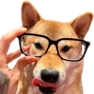 🐕 dog, shiba inu, glasses, tongue, cute, pet telegram sticker