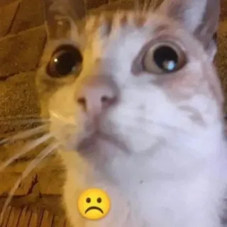 ☹ cat, sad, pet, animal, cute telegram sticker