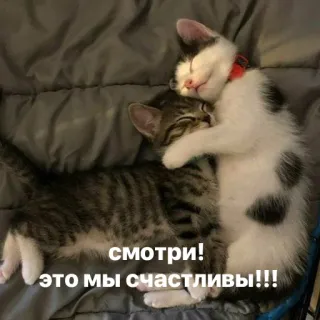 ☺️ смотри!
это мы счастливы!!! gatos, gatinhos, abraçando, fofo, feliz, animais telegram sticker