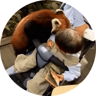 🐼 Panda ruda, Zoo, Dziecko, Zwierzę, Dziecko, Słodki telegram sticker