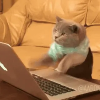 💻 gatto, laptop, digitando, internet, divertente, animale telegram sticker