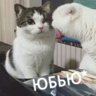 💑 Юббью* gatto, gatti, animale, carino, animale domestico whatsapp sticker