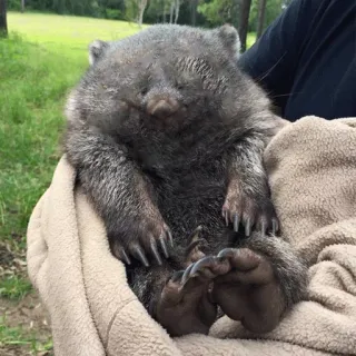 😒 wombat, animal, mignon, faune australienne telegram sticker