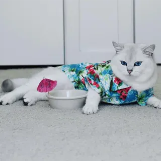 😋 gato, camisa havaiana, animal, animal de estimação, fofo, tropical, relaxamento, lazer telegram sticker