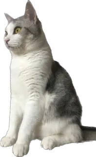 🐈 chat, animal de compagnie, animal, chat domestique, félin, mammifère whatsapp sticker