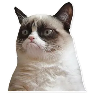 😾 Grumpy Cat cat, grumpy, meme, animal, pet telegram sticker