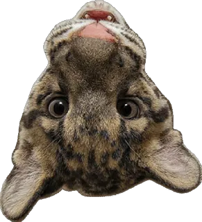 🙃 Katze, Tier, Wildtier, Katzenartig, Säugetier, Raubtier telegram sticker