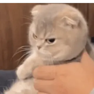 😀 gato, enojado, lindo, meme, mascota, animal whatsapp sticker