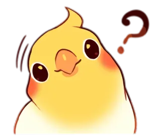 😶 calopsita, pássaro, fofo, ponto de interrogação, confusão, animal de estimação, animal telegram sticker