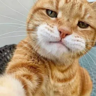 😎 gato, gato ruivo, animal de estimação, animal, engraçado, meme, fofo telegram sticker