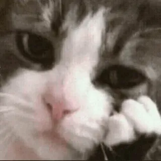 🍥 gato, animal, animal de estimação, fofo, felino, doméstico, triste telegram sticker