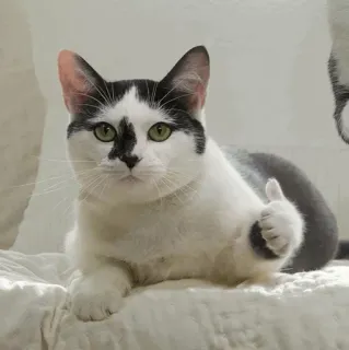 🐈 kat, duim omhoog, dier, huisdier, huiskat, schattig telegram sticker