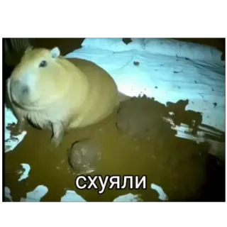 🫥 схуяли capybara, animal, boue, drôle whatsapp sticker
