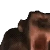 🦍
