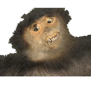 🐵 singe, animal, primate, drôle, mème, visage whatsapp sticker