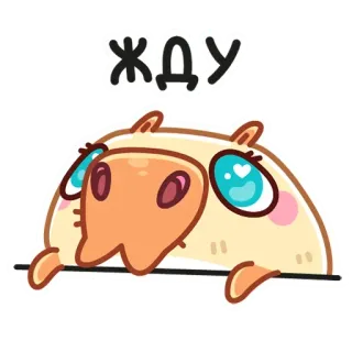 ⏳ жду животное, мультфильм, ожидание, милый, глаза telegram sticker