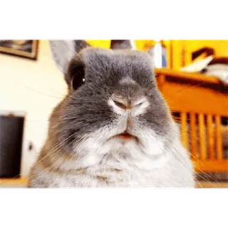 🐇 conejo, conejo, animal, lindo, mascota, mamífero whatsapp sticker