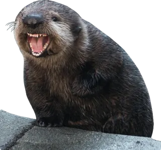 🔊 wydra, zwierzę, słodki, ssak, dzika przyroda, natura telegram sticker