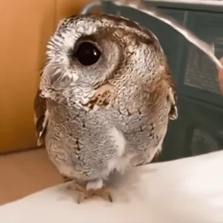 🦉 sowa, ptak, słodki, zwierzę, dzika przyroda, ptasi telegram sticker