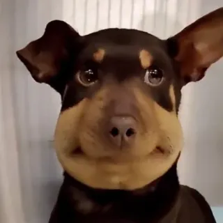 😬 chien, animal, piqûre d'abeille, gonflé, mignon, drôle telegram sticker