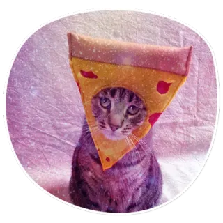 🙄 cat, pizza, animal, pet, funny, hat telegram sticker