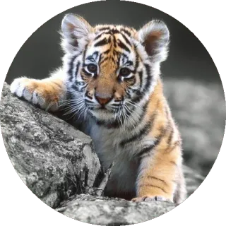 🐅 тигрёнок, животное, дикая природа, маленький тигр, милый telegram sticker