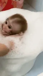 ๐ monkey, bath, bubbles, animal, cute, bathing telegram sticker