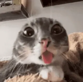 🌟 cat whatsapp sticker