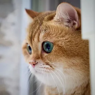🐱 kucing, hewan peliharaan, hewan, anak kucing, kucing domestik, imut, felin whatsapp sticker