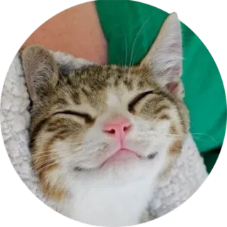 😴 gato, animal, fofo, animal de estimação, gatinho, feliz whatsapp sticker