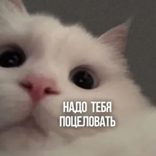 😘 НАДО ТЕБЯ ПОЦЕЛОВАТЬ แมว, แมวขาว, ข้อความ, รัสเซีย, จูบ, น่ารัก, สัตว์ telegram sticker