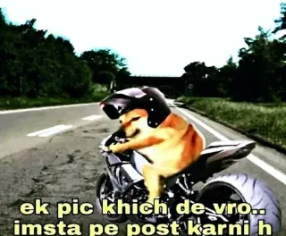 🌟 Cheems Doge Meme ek pic khich de vro.. imsta pe post karni h Cheems, meme, motorcycle, biker, dog, instagram, shiba inu telegram sticker