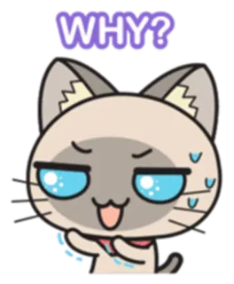😥 WHY? cat, question, confused, cute, anime, sticker whatsapp sticker