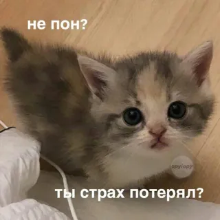 🤍 не пон?
ты страх потерял? gatinho, gato, meme, russo, fofo, animal telegram sticker