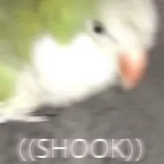 😧 ((SHOOK)) perroquet, oiseau, choqué, secoué, mème, drôle, réaction telegram sticker