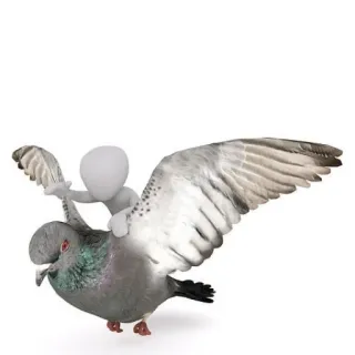 ✈️ pigeon, bird, flying, animal, ride telegram sticker