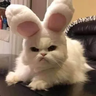 😠 gatto, orecchie da coniglio, animale, animale domestico, carino, pasqua, divertente telegram sticker
